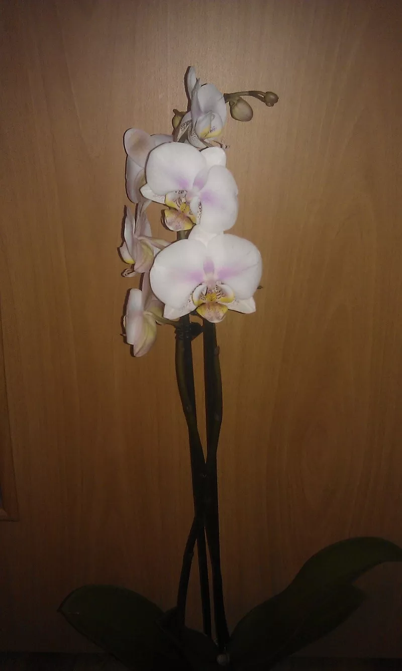 Орхидеи фаленопсис 17