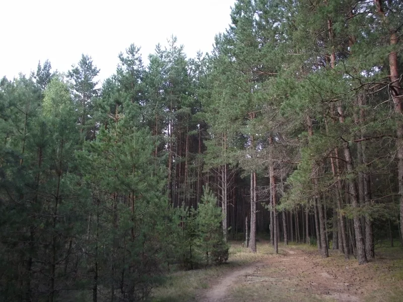 Дача в сосновом лесу столбцовского района 10
