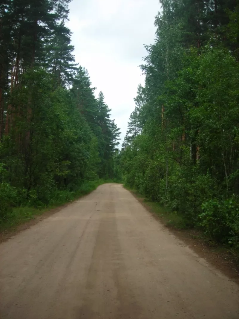Дача в сосновом лесу столбцовского района 11