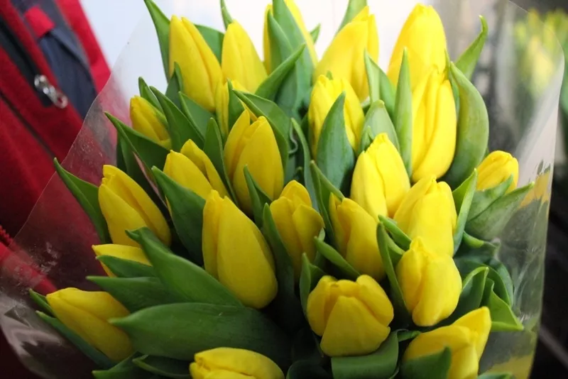 Тюльпаны оптом / мелким оптом к 8 марта