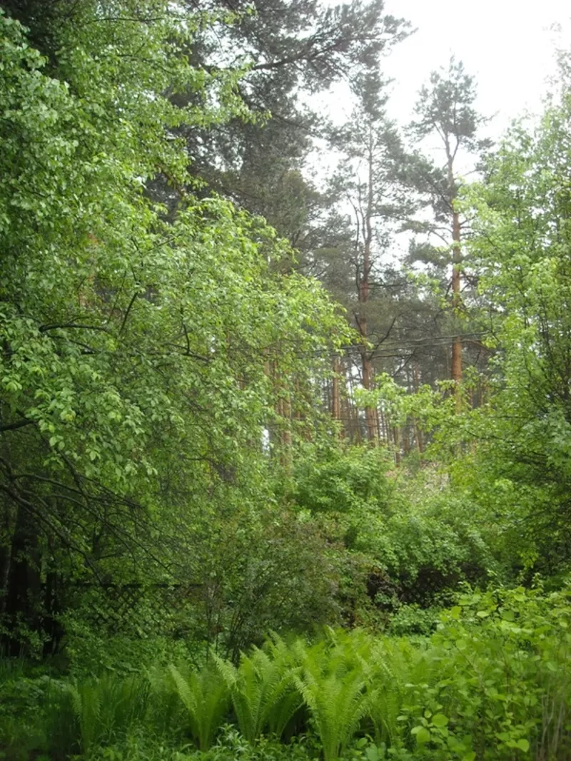 Супер-участок в сосновом лесу Жданович 6