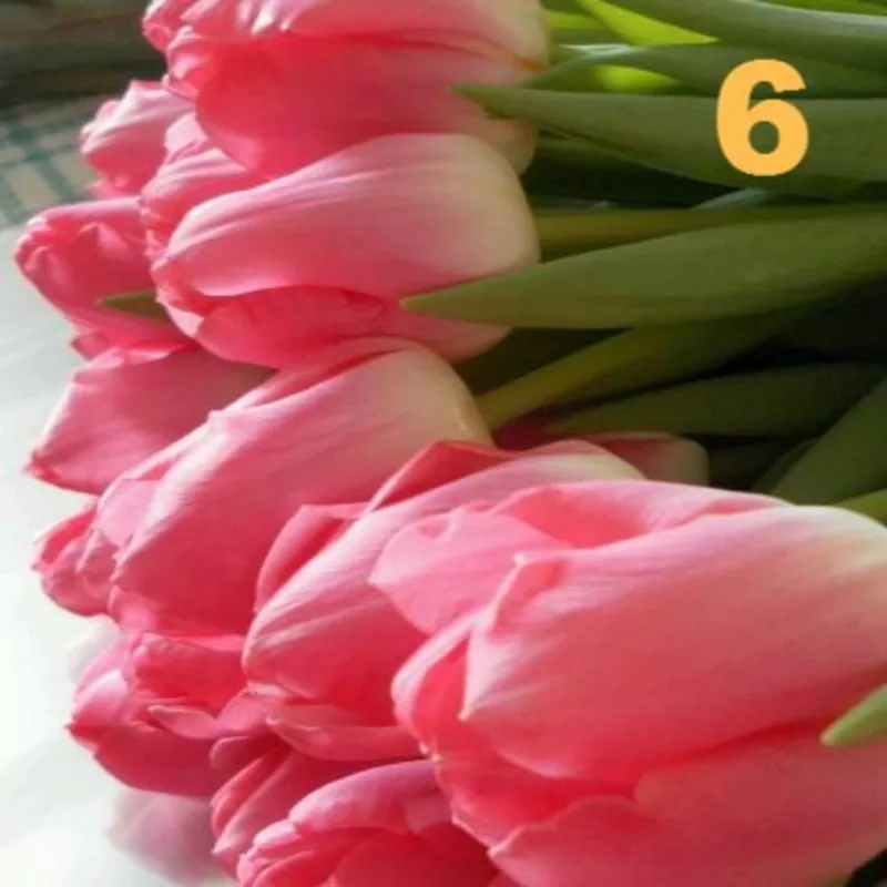 Тюльпаны к 8 Марта в розницу 15