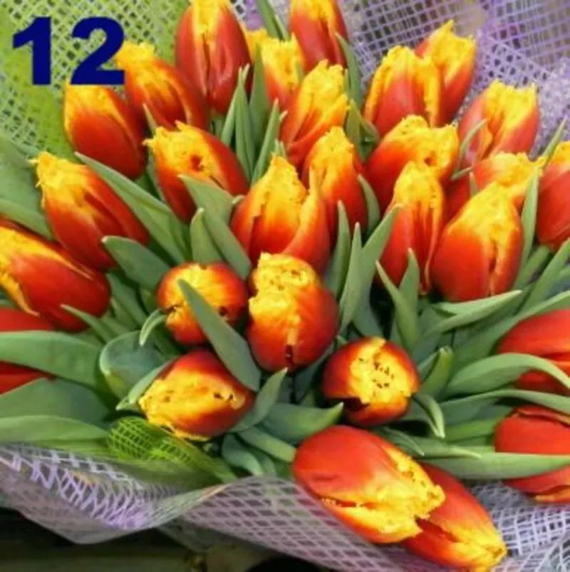 Тюльпаны к 8 Марта в розницу 17