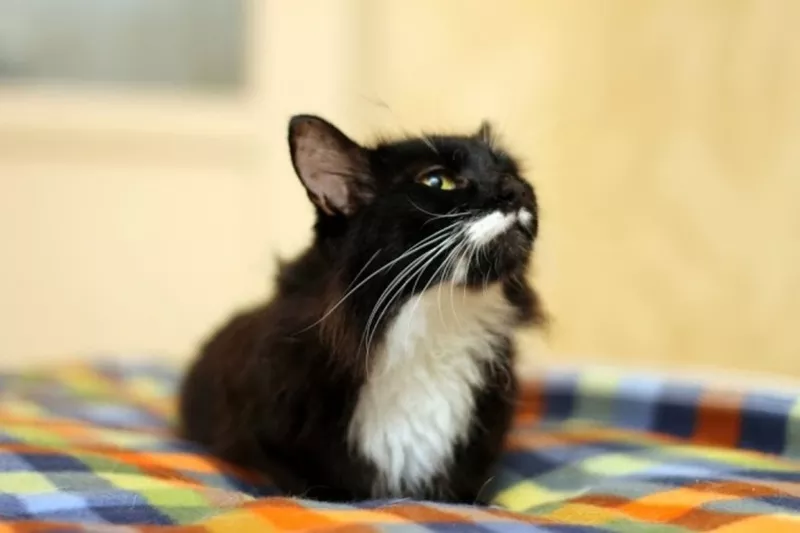 Мурыся - молодая красавица-кошка в дар!