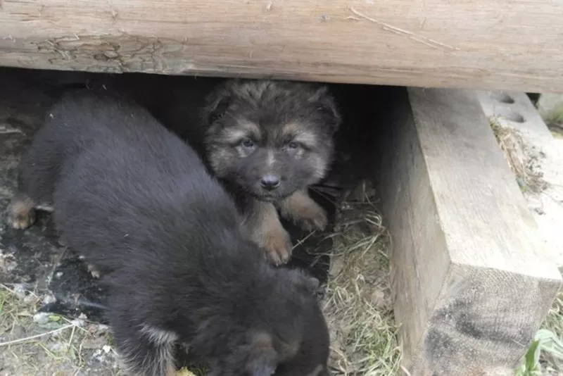 В дар щенки немецкой овчарки 2 мес