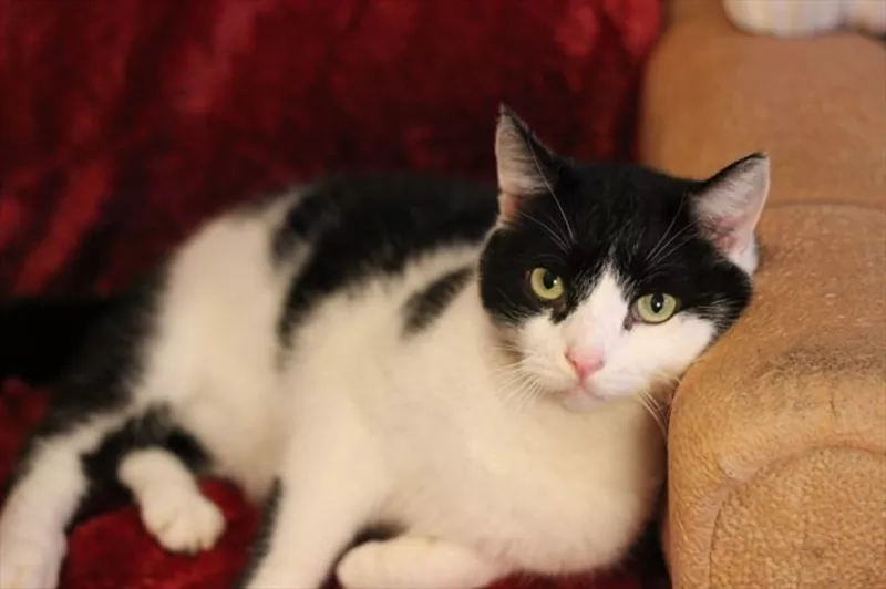 Тимофей – большой черно-белый кот в дар