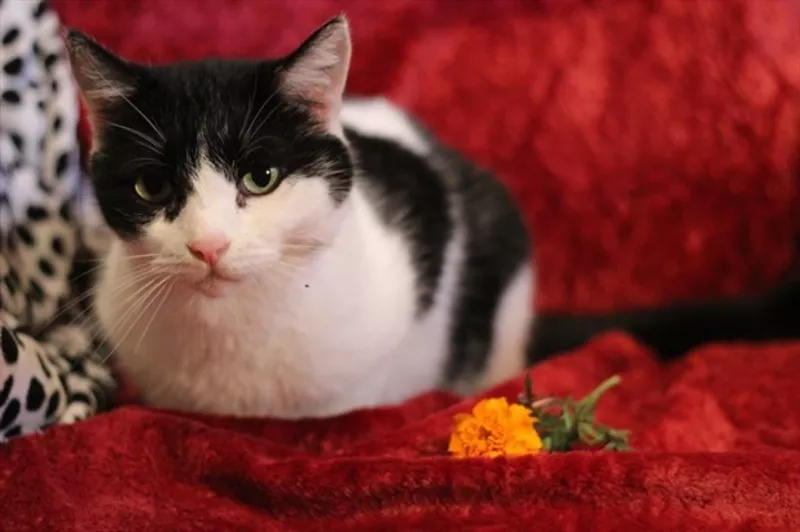 Тимофей – большой черно-белый кот в дар 5