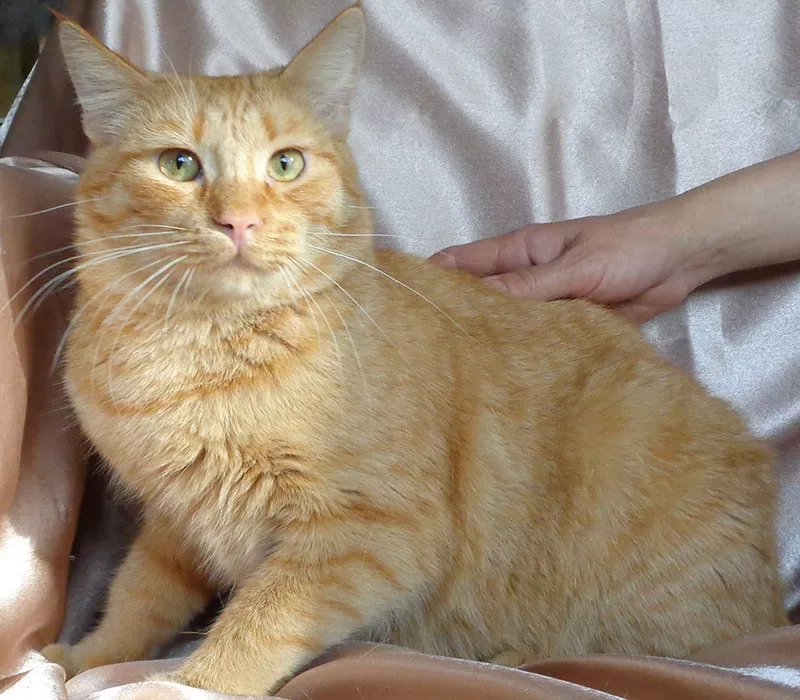 Рыжик Конопатый – солнечный котик в добрые руки! 2