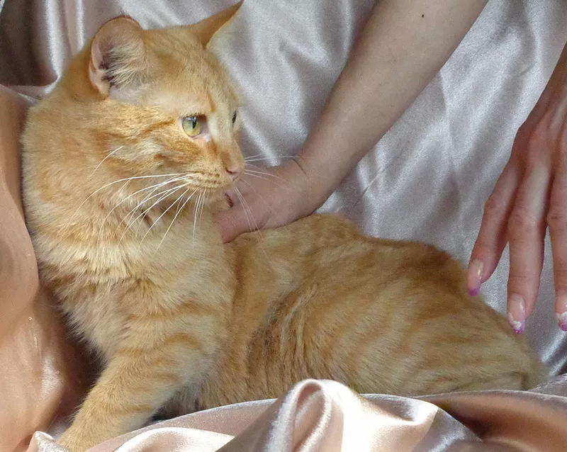 Рыжик Конопатый – солнечный котик в добрые руки! 3