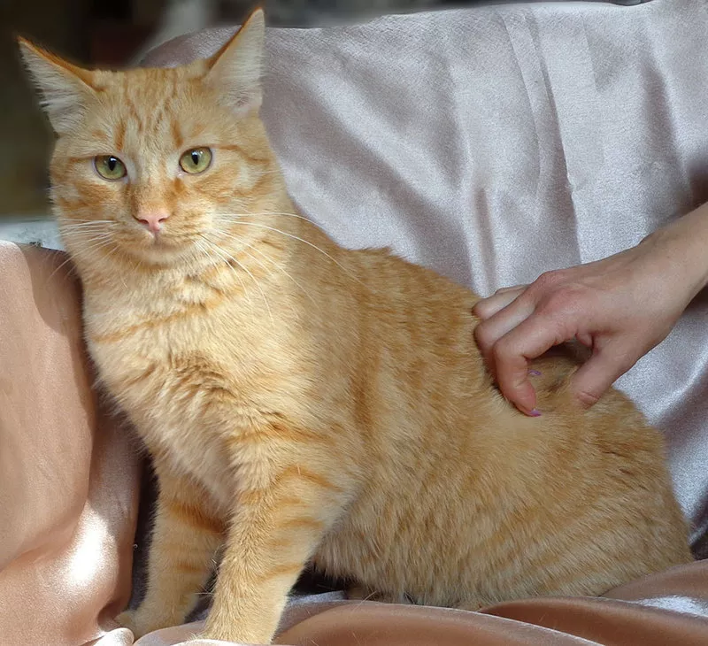 Рыжик Конопатый – солнечный котик в добрые руки! 4