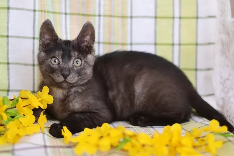 Черно-голубой двухмесячный котенок - в дар!