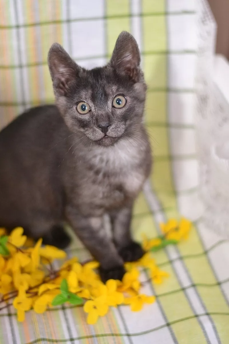 Черно-голубой двухмесячный котенок - в дар! 5