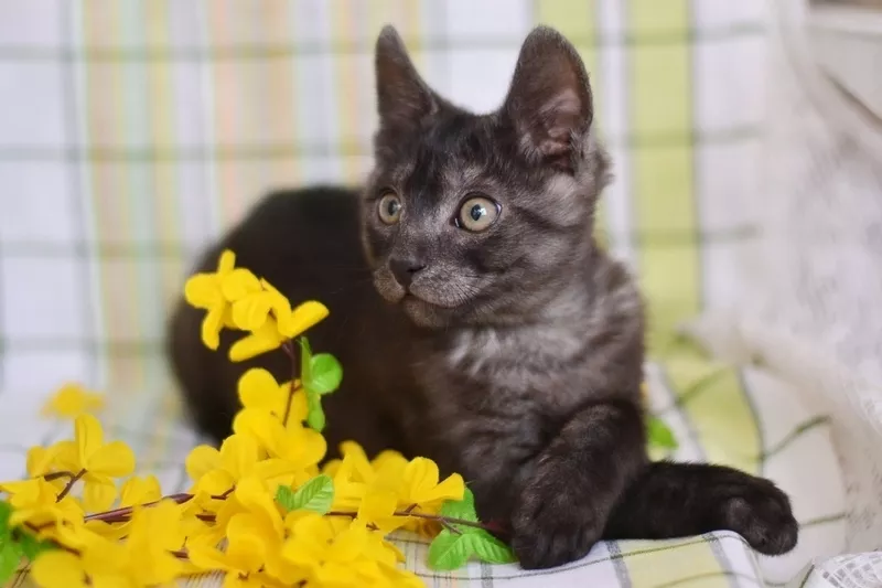 Черно-голубой двухмесячный котенок - в дар! 4