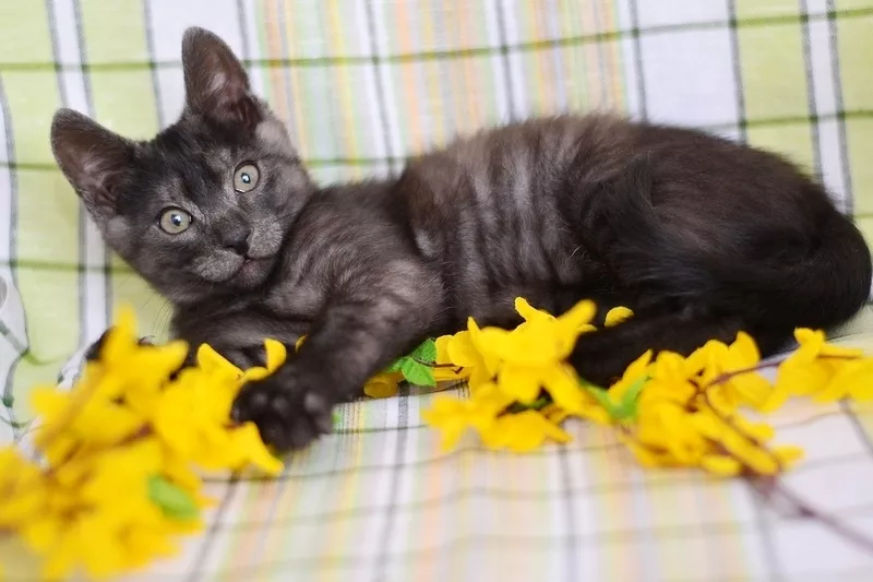 Черно-голубой двухмесячный котенок - в дар! 3