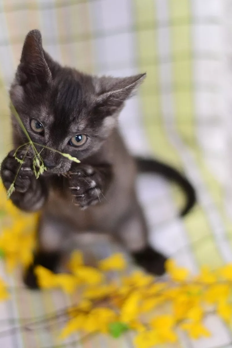 Черно-голубой двухмесячный котенок - в дар! 6