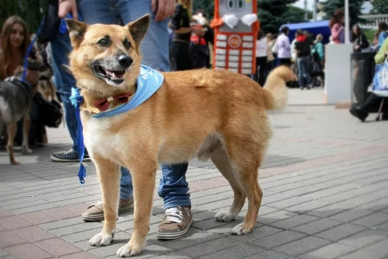 Кунак - лучший друг навсегда! Собака в дар! 4