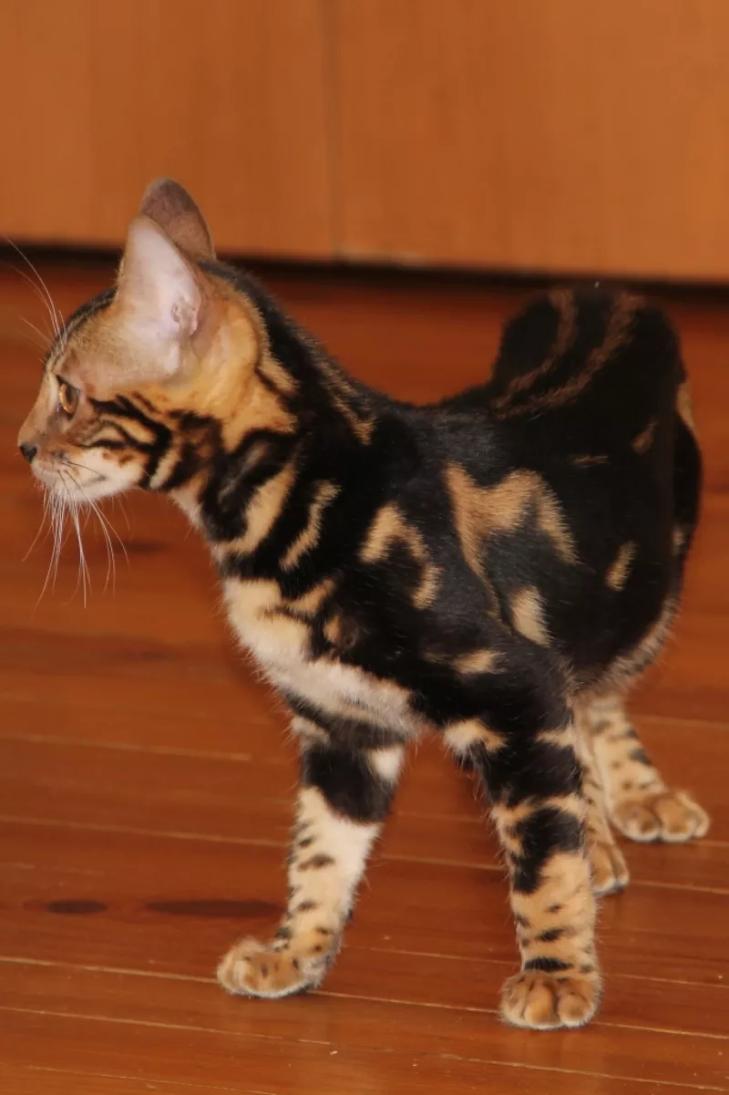 Бенгальского котенка (кошка) 3