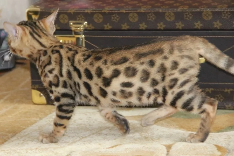 Продам бенгальского котенка (кошка) 2