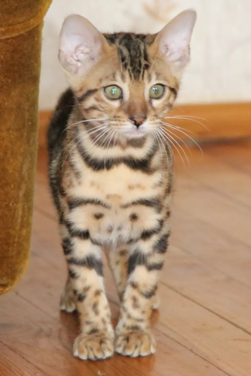 Продам бенгальского котенка (кошка) 3