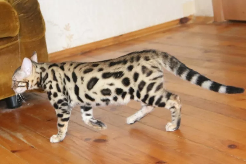 Продам бенгальского котенка (кот) 2