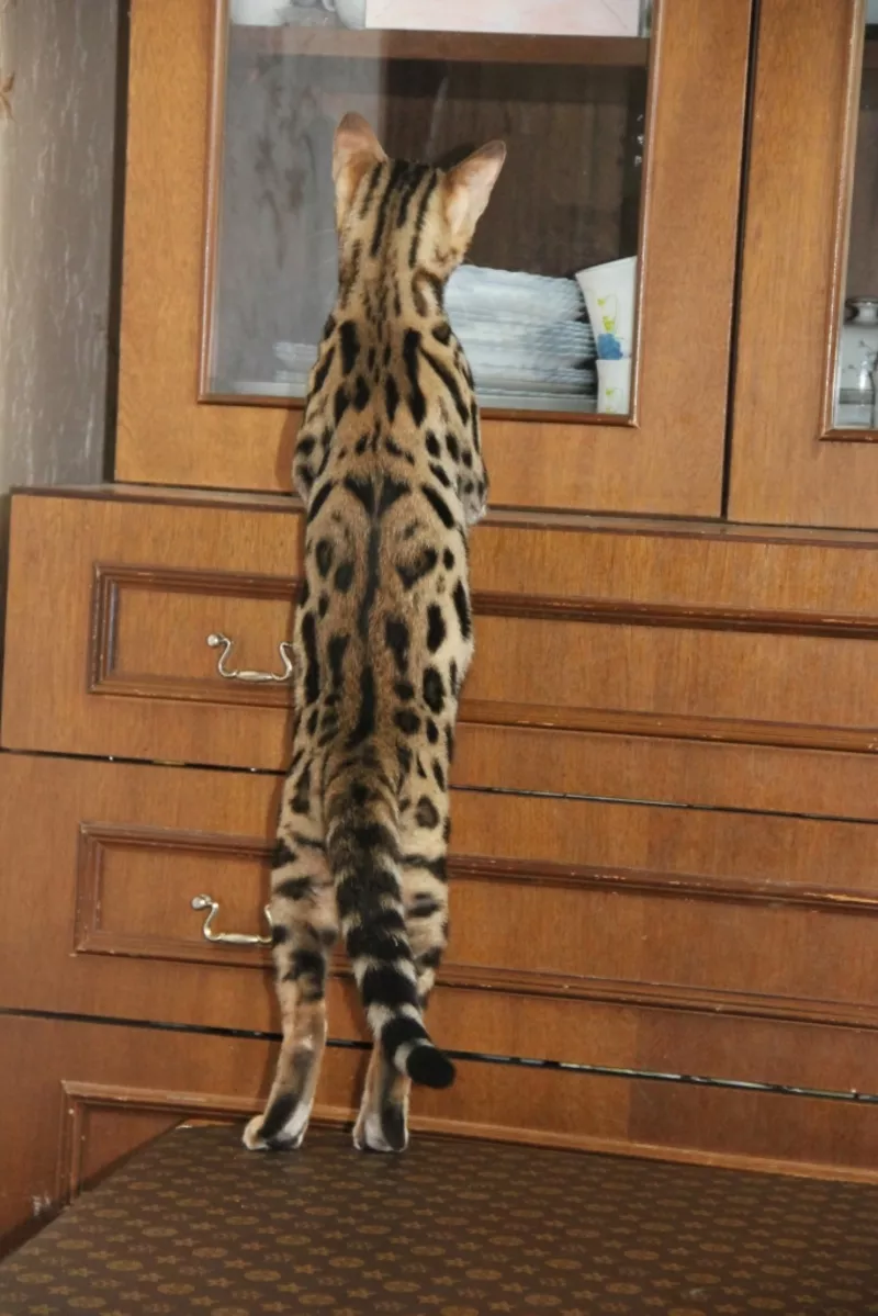 Продам бенгальского котенка (кот) 3