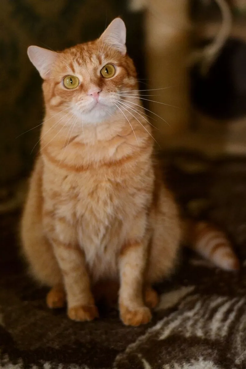 Теплый рыжий кот Джузи в поисках дома! 4