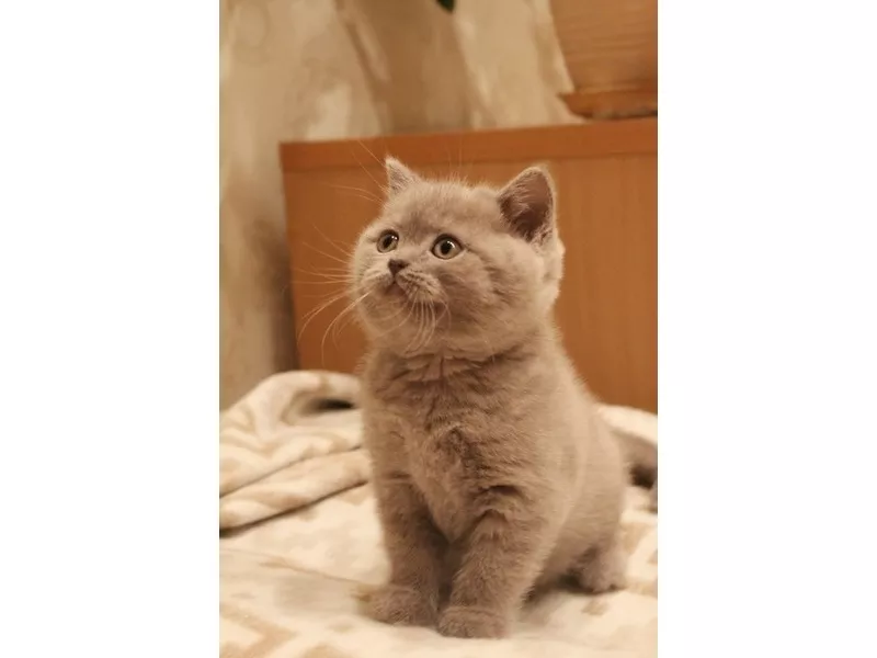 Британский лиловый котенок (кот) 5