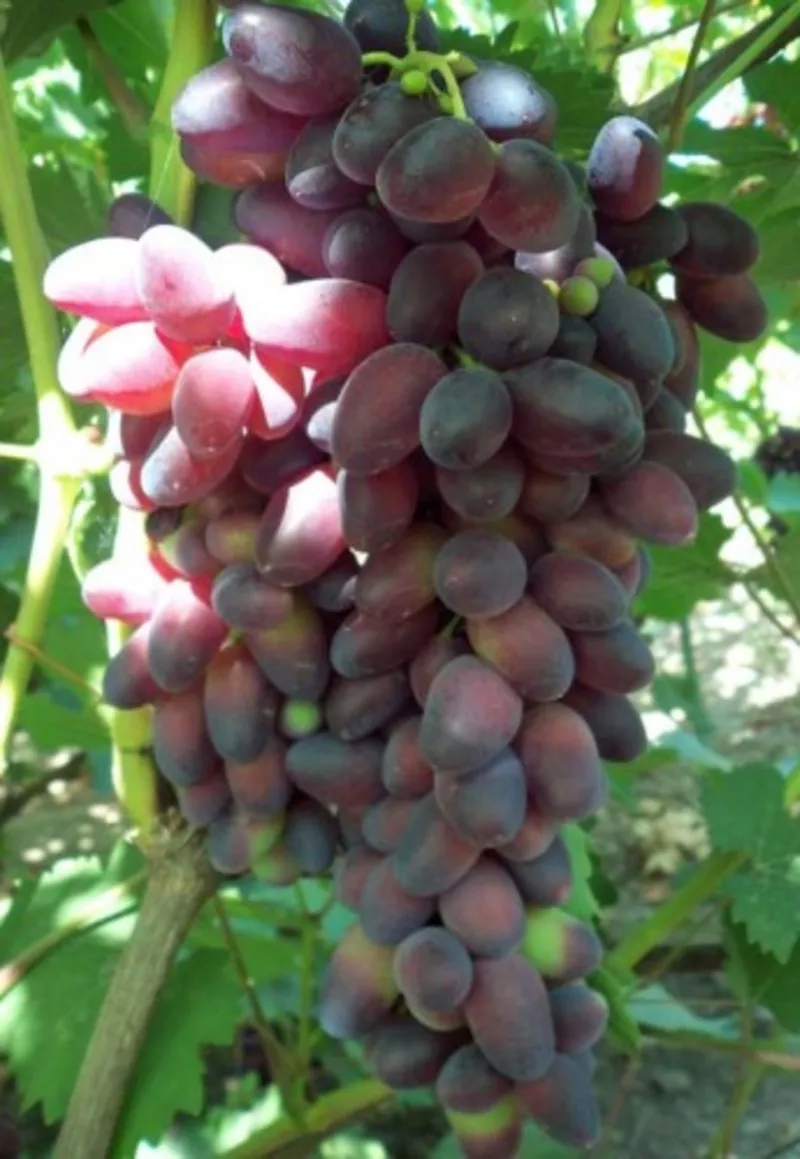 Купить саженцы винограда в Беларуси 
