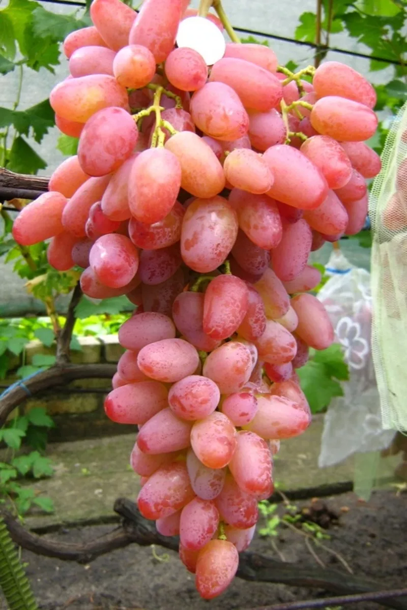 Купить саженцы винограда в Беларуси  2