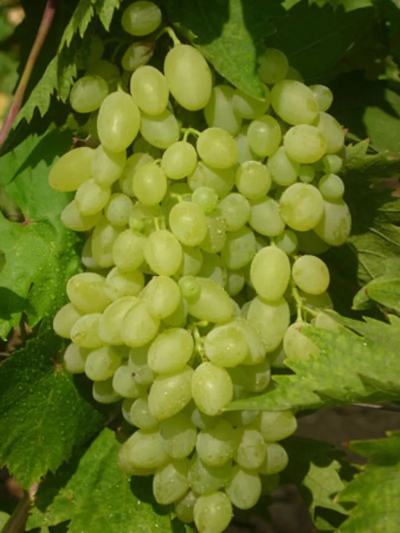 Купить саженцы винограда в Беларуси  4