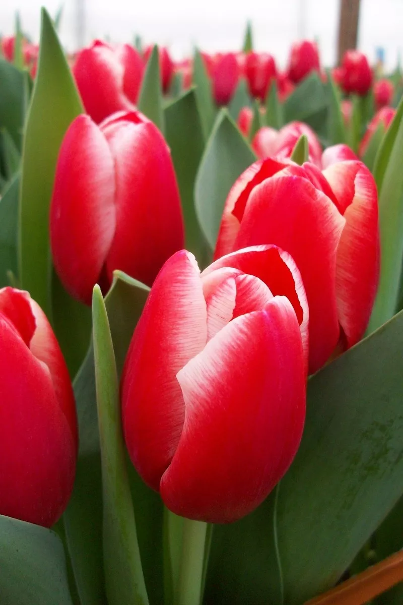 Тюльпаны оптом к 14 февраля и 8 марта! 