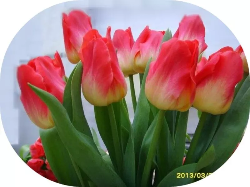 Свежесрезанные тюльпаны в г. Минск 