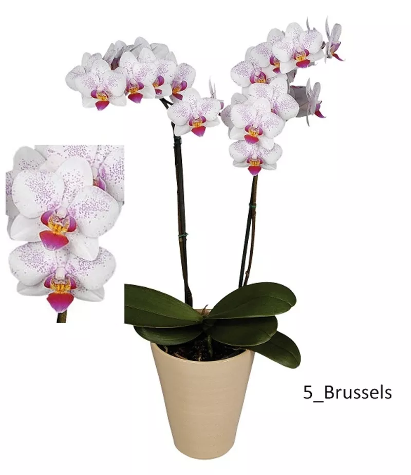 Орхидеи - большой выбор. Отцвет всего по 114 000 рублей. 5