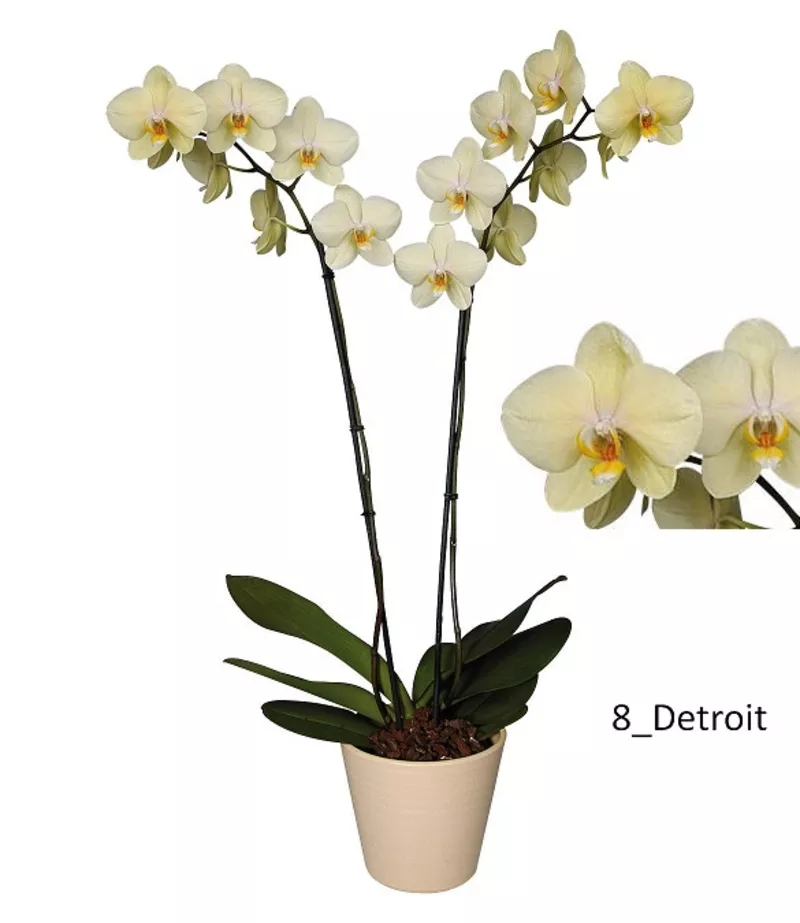 Орхидеи - большой выбор. Отцвет всего по 114 000 рублей. 8