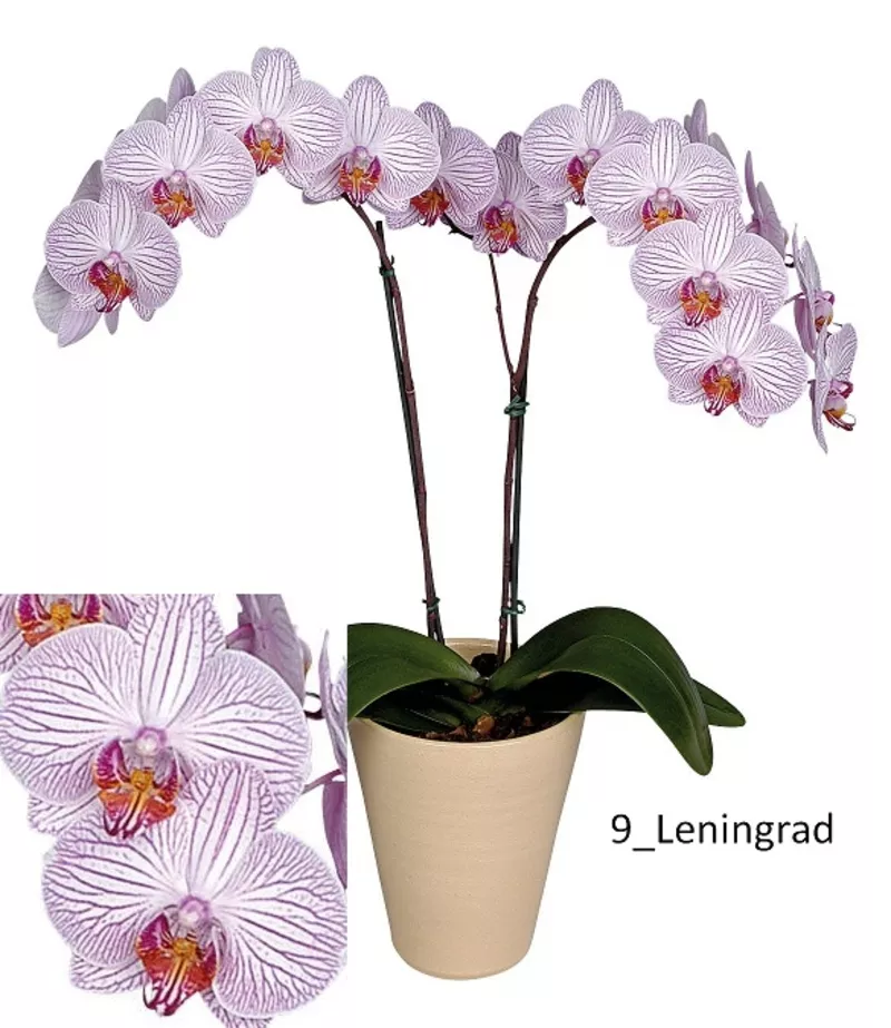 Орхидеи - большой выбор. Отцвет всего по 114 000 рублей. 9
