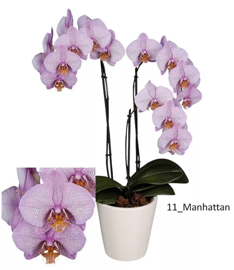 Орхидеи - большой выбор. Отцвет всего по 114 000 рублей. 11