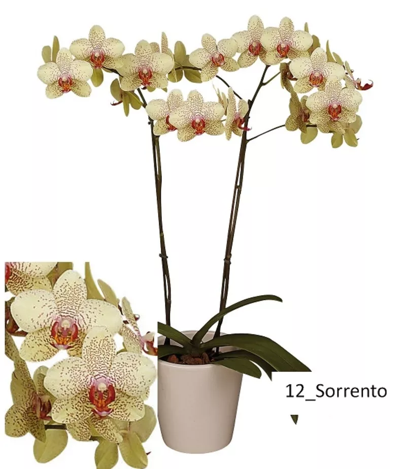 Орхидеи - большой выбор. Отцвет всего по 114 000 рублей. 12