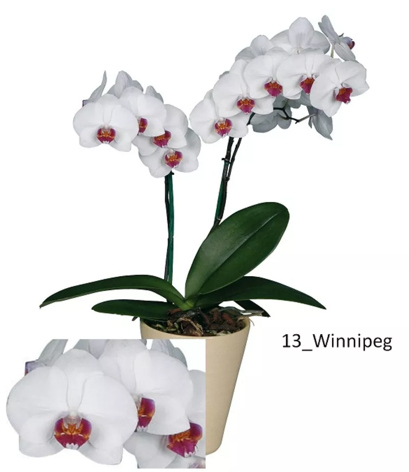 Орхидеи - большой выбор. Отцвет всего по 114 000 рублей. 13