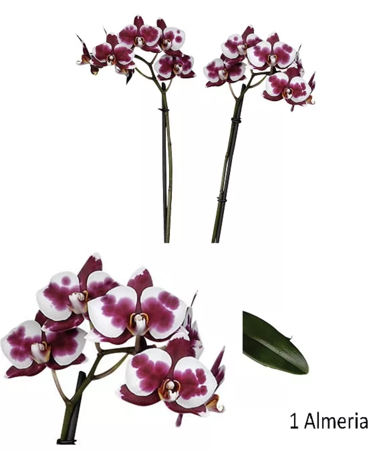 Молодые цветущие орхидеи