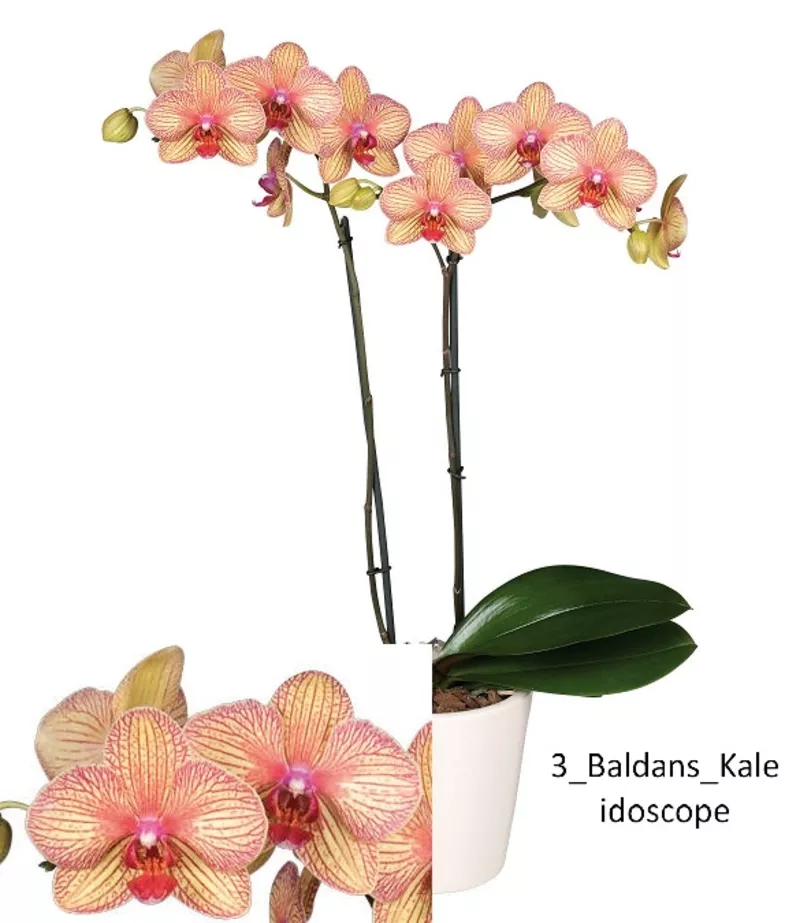 Молодые цветущие орхидеи 3