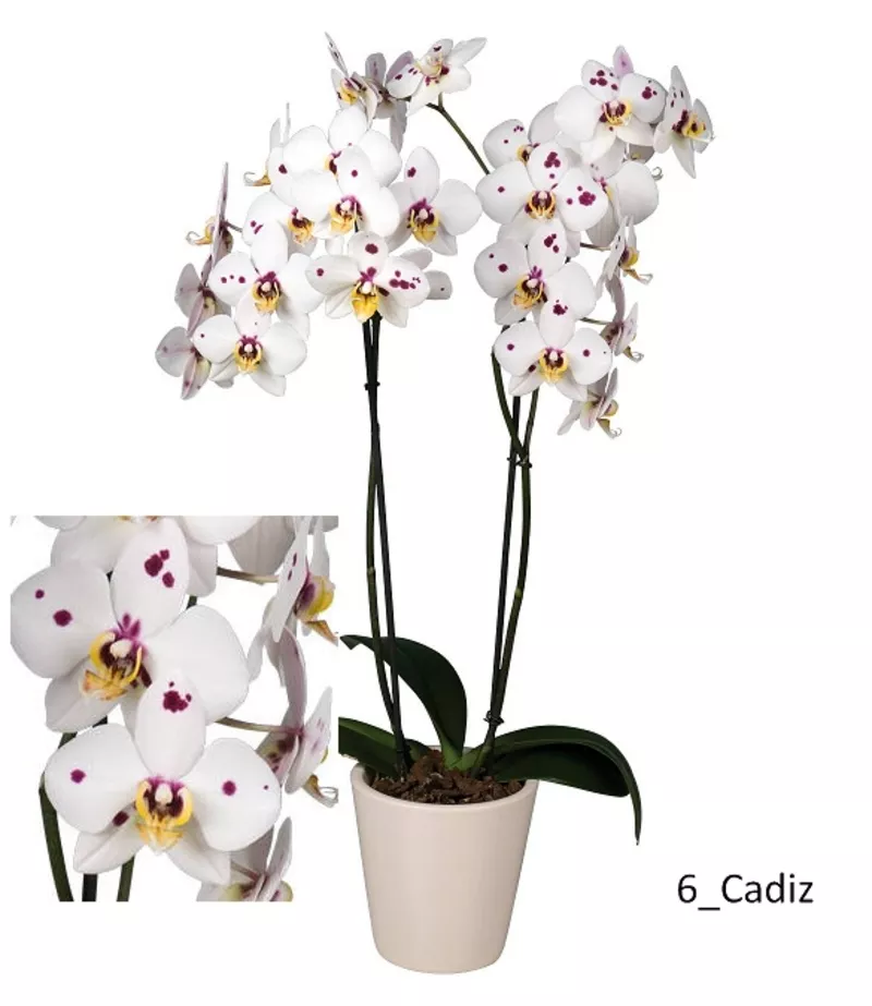 Молодые цветущие орхидеи 6