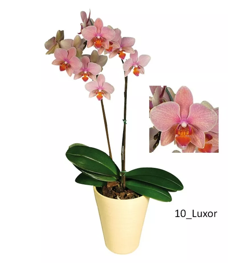 Молодые цветущие орхидеи 10