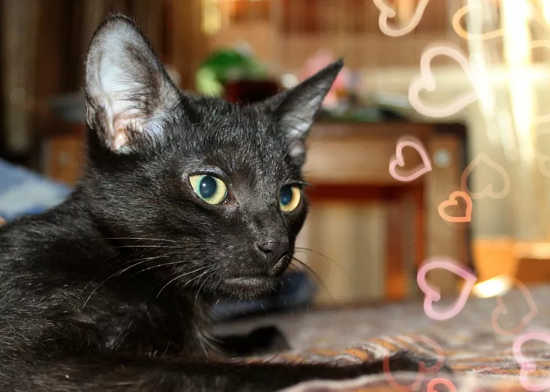 Очаровательный котенок (мальчик) в лоснящейся черной шубке в дар