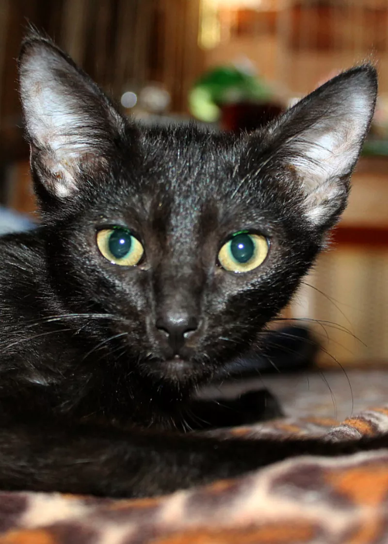 Очаровательный котенок (мальчик) в лоснящейся черной шубке в дар 2