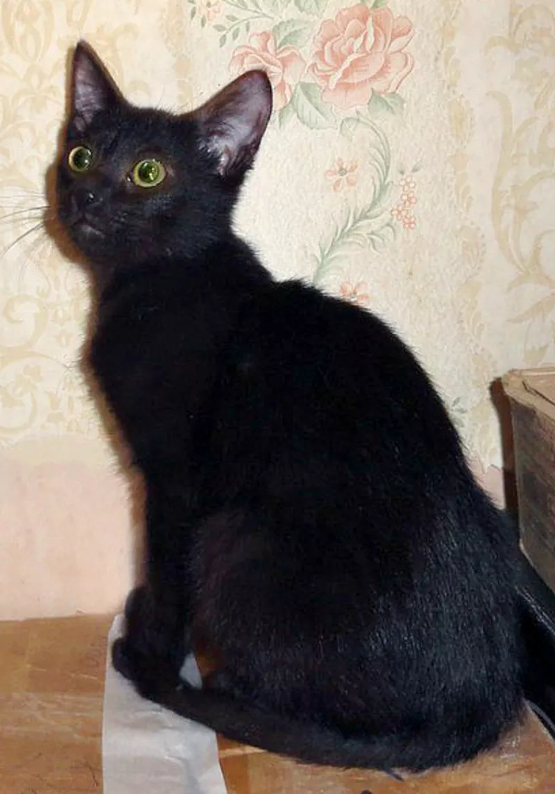 Очаровательный котенок (мальчик) в лоснящейся черной шубке в дар 3