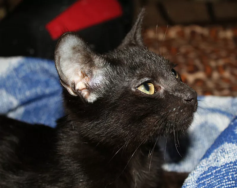 Очаровательный котенок (мальчик) в лоснящейся черной шубке в дар 4