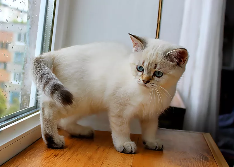 Британский котик окраса шоколадный линкс-поинт 2