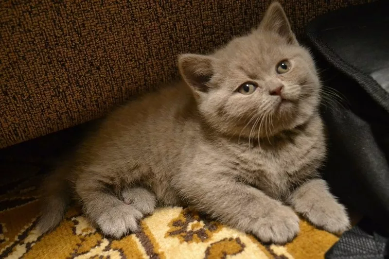  Британские котята,  девочки,  2 мес. Лиловая и шоколадная 3