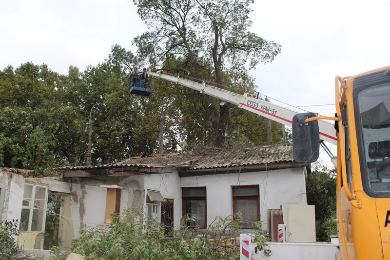 Опытная бригада арбористов спилит сложные деревья в любом городе 3