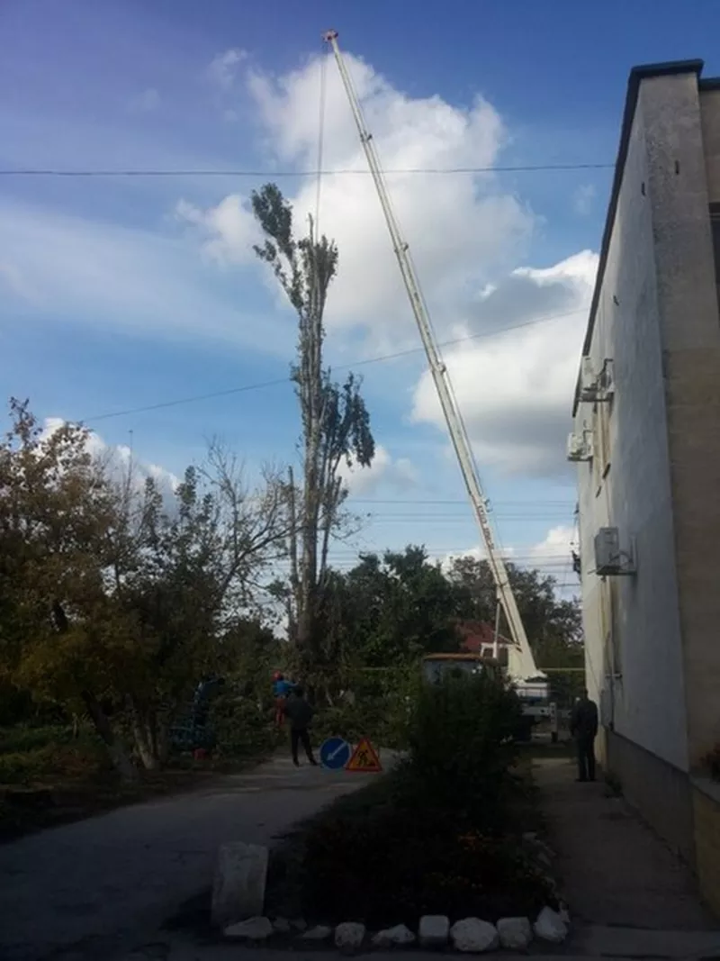 Опытная бригада арбористов спилит сложные деревья в любом городе 4